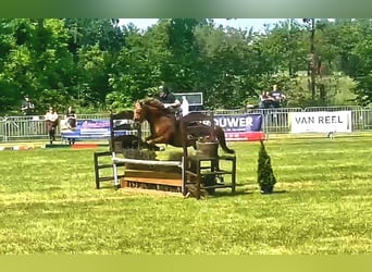 New Forest Pony, Merrie, 15 Jaar, 148 cm, Vos