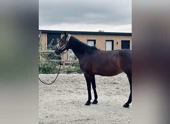 New Forest Pony Mix, Merrie, 15 Jaar, 156 cm, Donkerbruin