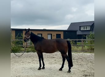 New Forest Pony Mix, Merrie, 15 Jaar, 156 cm, Donkerbruin