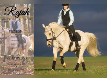 New Forest Pony, Merrie, 15 Jaar, 158 cm, Palomino