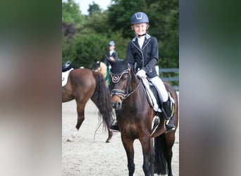 New Forest Pony, Merrie, 16 Jaar, 133 cm, Bruin