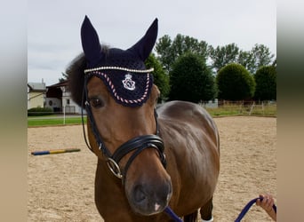 New Forest Pony, Merrie, 16 Jaar, 142 cm, Bruin