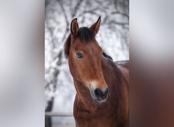 New Forest Pony, Merrie, 16 Jaar, 144 cm, Bruin
