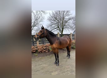 New Forest Pony, Merrie, 16 Jaar, 145 cm, Donkerbruin