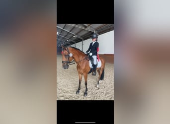 New Forest Pony, Merrie, 16 Jaar, 146 cm