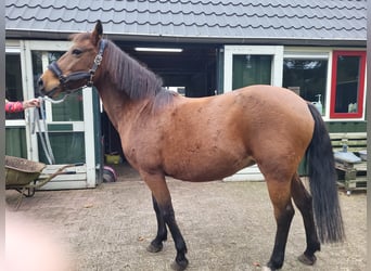 New Forest Pony, Merrie, 17 Jaar, 140 cm, Bruin