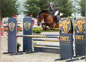 New Forest Pony, Merrie, 17 Jaar, 147 cm, Bruin