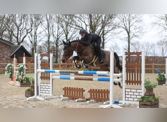 New Forest Pony, Merrie, 17 Jaar, 147 cm, Bruin