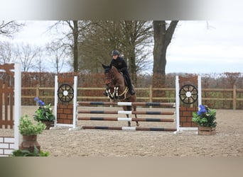 New Forest Pony, Merrie, 17 Jaar, 147 cm, Bruin