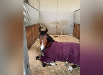 New Forest Pony, Merrie, 18 Jaar, 148 cm, Bruin