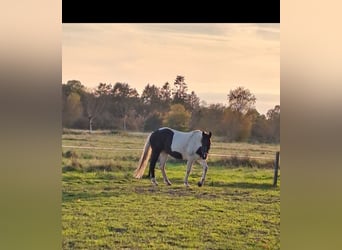 New Forest Pony, Merrie, 18 Jaar, 152 cm, Gevlekt-paard