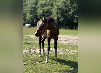 New Forest Pony Mix, Merrie, 1 Jaar, 140 cm, Donkerbruin
