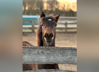 New Forest Pony Mix, Merrie, 1 Jaar, 140 cm, Donkerbruin