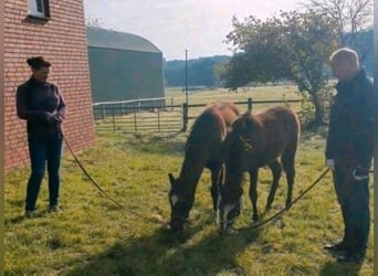 New Forest Pony, Merrie, 1 Jaar, Brauner