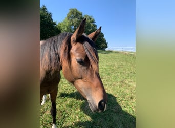 New Forest Pony, Merrie, 1 Jaar, Bruin