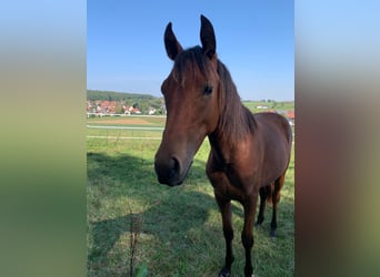 New Forest Pony, Stute, 1 Jahr, Brauner