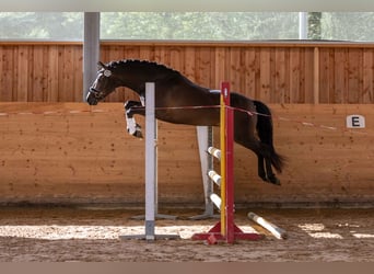 New Forest Pony, Merrie, 1 Jaar, Donkerbruin