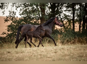 New Forest Pony, Stute, 1 Jahr, Dunkelbrauner