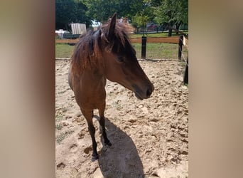 New Forest Pony, Merrie, 1 Jaar
