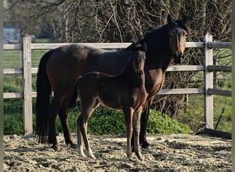 New Forest Pony, Merrie, 20 Jaar, 147 cm, Bruin