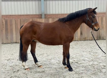 New Forest Pony, Merrie, 24 Jaar, 145 cm, Brauner