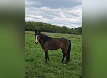 New Forest Pony, Merrie, 2 Jaar, Bruin