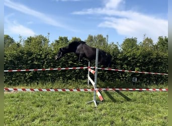 New Forest Pony Mix, Merrie, 3 Jaar, 132 cm, Zwartbruin