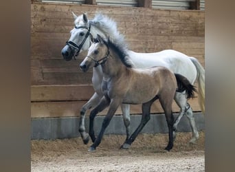 New Forest Pony, Merrie, 3 Jaar, 138 cm, Falbe