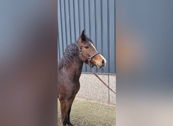 New Forest Pony, Merrie, 3 Jaar, 143 cm, Brauner