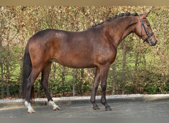 New Forest Pony, Merrie, 3 Jaar, 143 cm, Zwartbruin