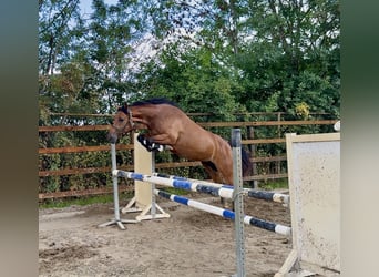 New Forest Pony, Merrie, 3 Jaar, 145 cm, Bruin