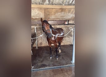 New Forest Pony, Merrie, 3 Jaar, 145 cm, Bruin