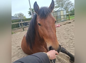 New Forest Pony, Merrie, 3 Jaar, 145 cm, Bruin