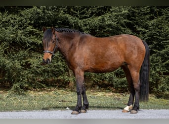 New Forest Pony, Merrie, 3 Jaar, 147 cm, Brauner