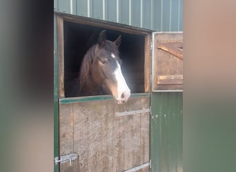 New Forest Pony, Merrie, 3 Jaar, 147 cm, Donkerbruin