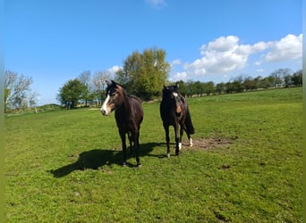 New Forest Pony, Merrie, 3 Jaar, 147 cm, Donkerbruin