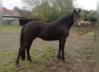 New Forest Pony, Merrie, 3 Jaar, 147 cm, Zwartbruin