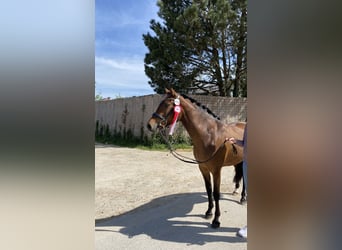 New Forest Pony, Merrie, 3 Jaar, 148 cm, Bruin