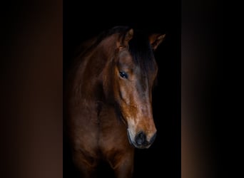 New Forest Pony, Merrie, 3 Jaar, 148 cm, Bruin