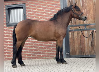 New Forest Pony, Stute, 3 Jahre, 148 cm, Brauner