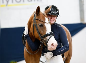 New Forest Pony, Merrie, 4 Jaar, 145 cm, Donkere-vos