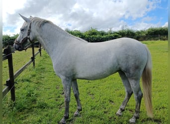 New Forest Pony, Merrie, 4 Jaar, 146 cm, Schimmel