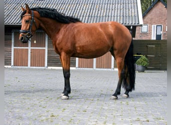 New Forest Pony, Stute, 4 Jahre, 148 cm, Brauner