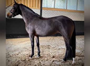 New Forest Pony, Merrie, 5 Jaar, 147 cm, Donkerbruin