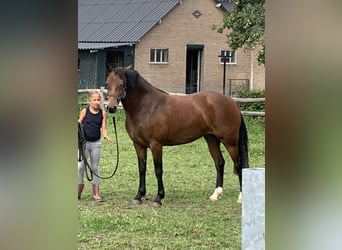 New Forest Pony, Merrie, 6 Jaar, 149 cm, Donkerbruin