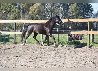 New Forest Pony, Merrie, 7 Jaar, 138 cm
