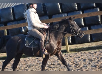 New Forest Pony, Merrie, 7 Jaar, 138 cm, Zwart