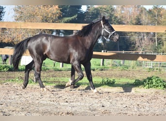 New Forest Pony, Merrie, 7 Jaar, 138 cm, Zwart