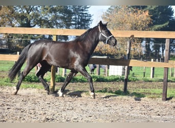 New Forest Pony, Merrie, 7 Jaar, 138 cm, Zwart