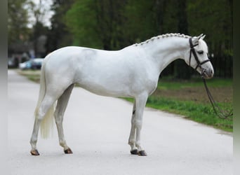 New Forest Pony, Merrie, 7 Jaar, 141 cm, Schimmel